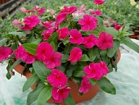 Катарантус розовый ампельный (Solar Avalanche F1)