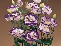 Лизиантус (Эустома) крупноцветковый (ABC F1)