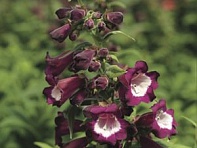 Пенстемон Хартвига (Arabesque)