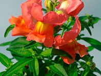 Львиный зев (Антирринум) большой (Snappy F1)