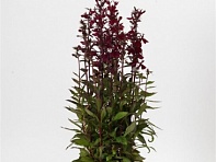 Лобелия прекрасная (Starship F1)