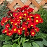 Примула полиантовая (многоцветковая) (Primula polyanthus)