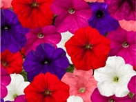 Петуния ампельная гибридная (Fotofinish F1)