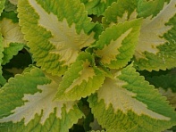 Колеус гибридный (Kong Jr.)