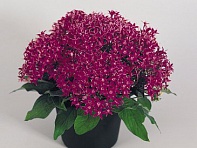 Пентас ланцетовидный (New Look)