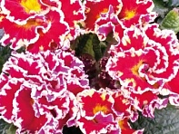 Примула бесстебельная (Sirococco F1)