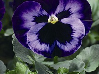 Виола Виттрока