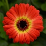 Гербера Джеймсона (Gerbera jemesonii)