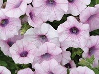 Петуния ампельная гибридная