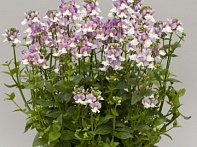 Немезия лазоревая