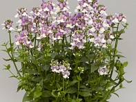 Немезия лазоревая (Seventh Heaven F1)