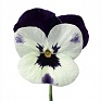 Виола рогатая (Viola cornuta)