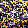 Виола рогатая (Viola cornuta)