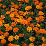 Бархатцы отклоненные (Tagetes patula)