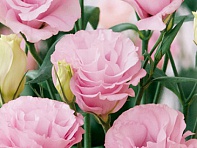 Лизиантус (Эустома) крупноцветковый (Advantage F1)