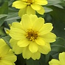 Цинния изящная (Zinnia elegans)