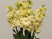 Левкой седой (Katz) Левкой седой (Katz)