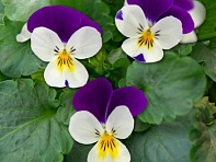 Виола рогатая (Corina F1)