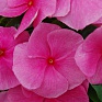Катарантус розовый (Vinca rosea)