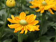 Рудбекия волосистая (Amarillo)