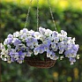 Виола виттрока ампельная (Viola wittrockiana)