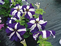 Петуния крупноцветковая (Tango F1)