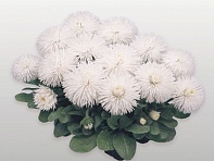 Маргаритка многолетняя (Habanera)