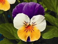 Виола рогатая (Penny F1) Виола рогатая (Penny F1)