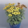 Рудбекия волосистая (Rudbeckia hirta)