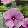 Катарантус розовый (Vinca rosea)