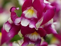 Львиный зев (Антирринум) большой (Snapshot F1)