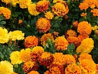 Бархатцы отклоненные (Hot Pak)