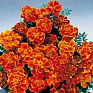 Бархатцы отклоненные (Tagetes patula)