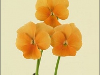 Виола рогатая (Lolita F1)