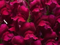 Львиный зев (Антирринум) большой (Potomac F1)