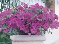 Петуния ампельная гибридная (Wave F1)