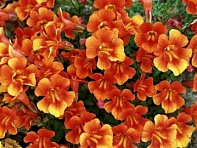 Губастик гибридный (Magic F1)