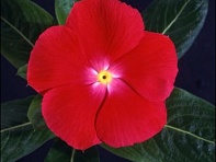 Катарантус розовый (Ocean F1)