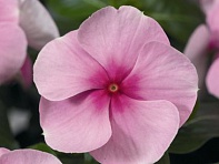 Катарантус розовый (SunStorm F1)