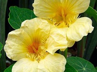 Настурция большая