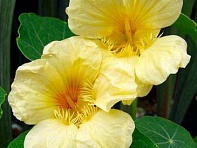 Настурция большая (Moon Gleam)