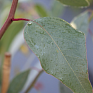 Эвкалипт тополевидный (Eucalyptus populnea)
