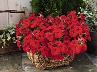 Петуния ампельная гибридная