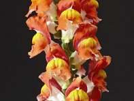 Львиный зев (Антирринум) большой (Arrow F1)