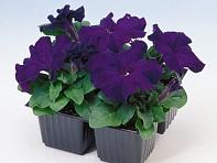 Петуния крупноцветковая (генетически компактная) (Limbo GP F1)