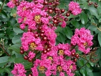 Лагерстремия индийская (Little Chief)