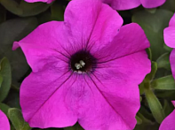 Петуния крупноцветковая (генетически компактная)