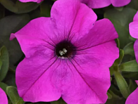 Петуния крупноцветковая (генетически компактная) (Ez Rider F1)