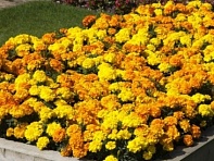 Бархатцы триплоидные (Endurance F1)