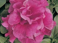 Петуния многоцветковая махровая (Duo F1)